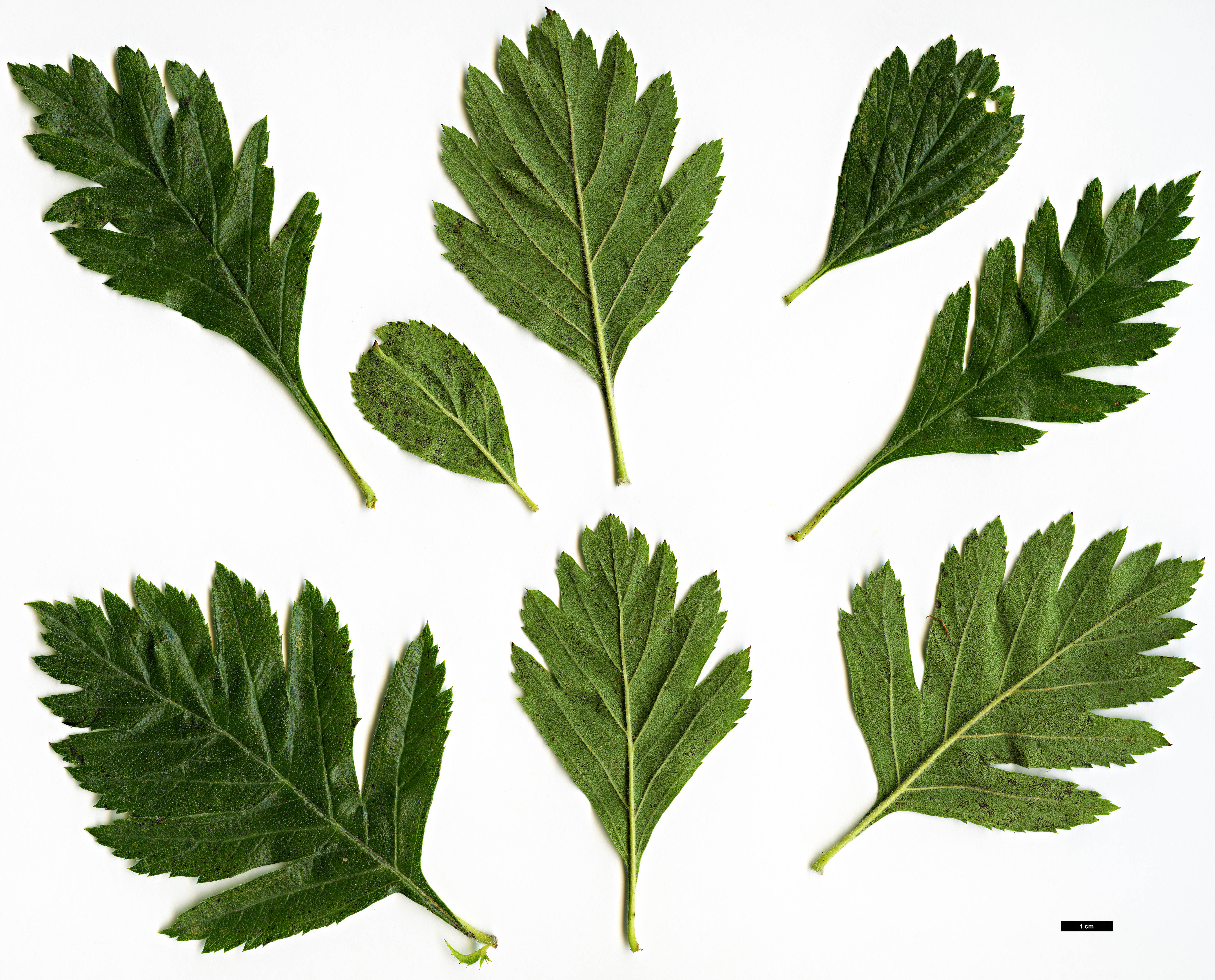 High resolution image: Family: Rosaceae - Genus: Crataegus - Taxon: ×dippelliana (C.tanacetifolia ×)